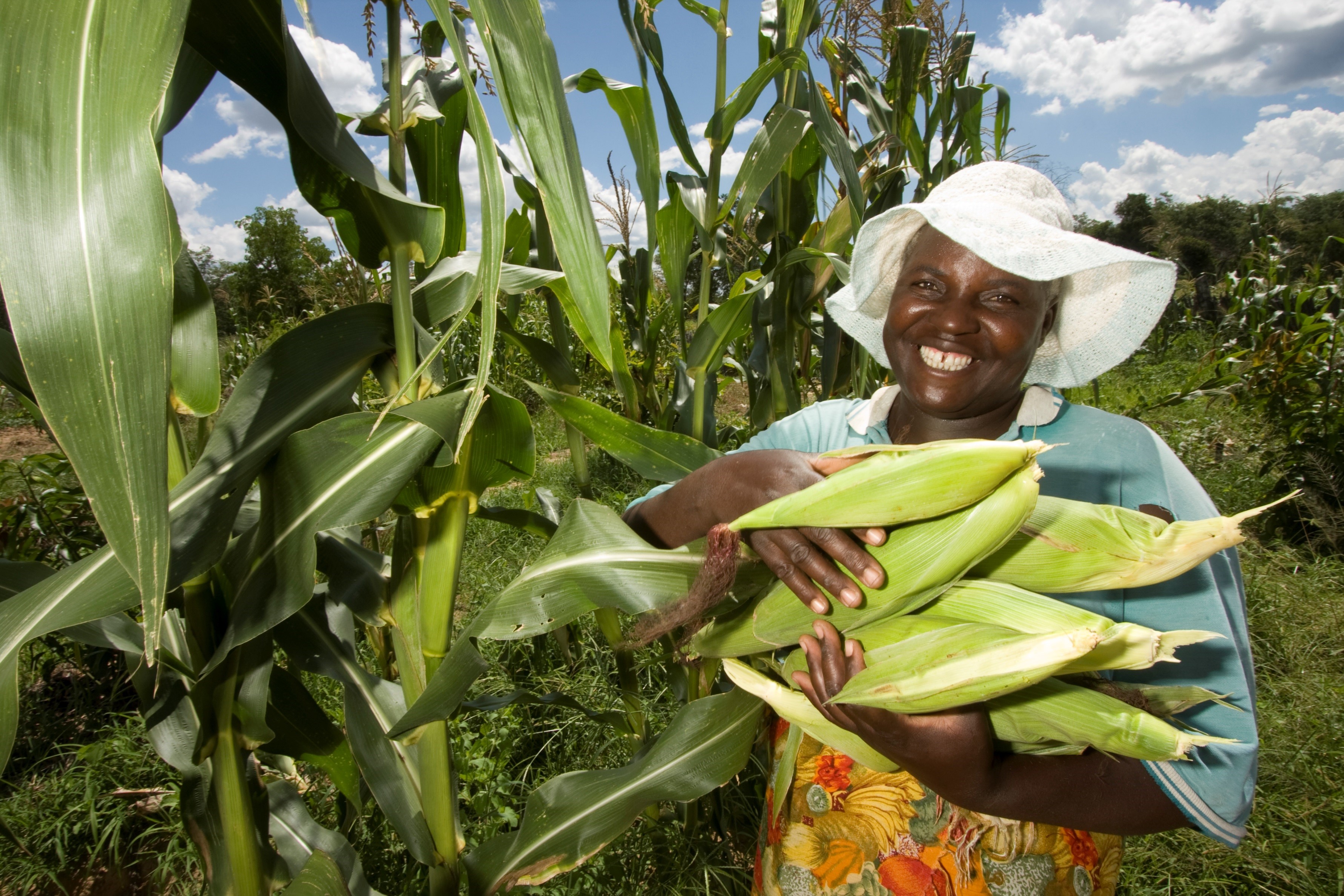 Maize is one of the staple foods eaten in Zimbabwe Maize is one of the staple foods eaten in Zimbabwe