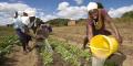 Women farmers water their fields in Wedza, Zimbabwe
