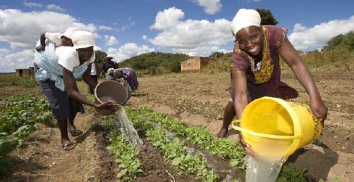Women watering their crops in WEZDA, Zimbabwe as part of a project with Progressio partner, Environment Africa.