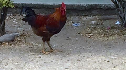 Cockerel, a pride of Honduras which it’s impossible to get away from Cockerel, a pride of Honduras which it’s impossible to get away from